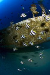 Bannerfish on wreck. Kona, HI by Andy Lerner 
